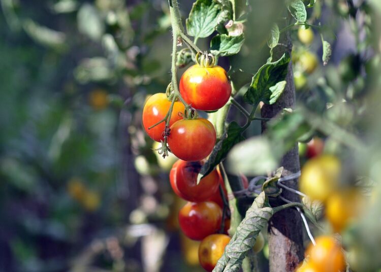 vegetables 7427230 1280