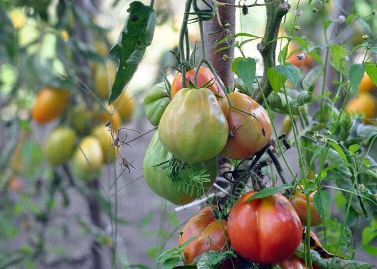 vegetables 7427231 1280