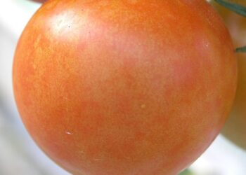 virus mozaiky rajcat