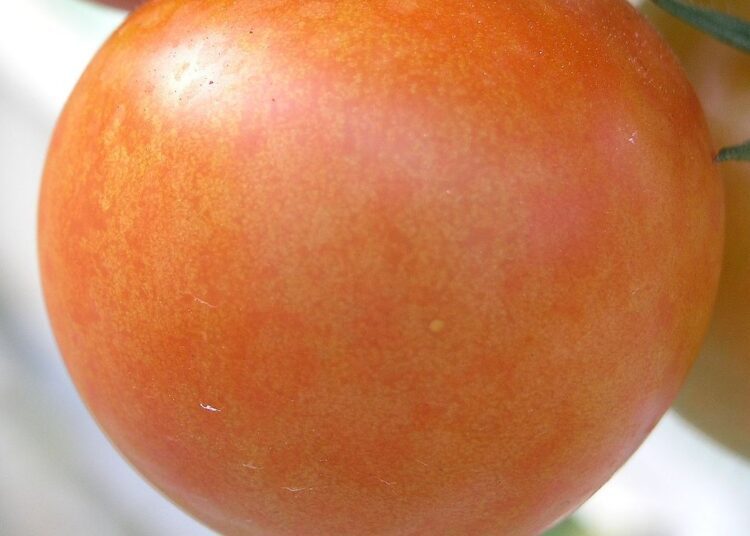 virus mozaiky rajcat