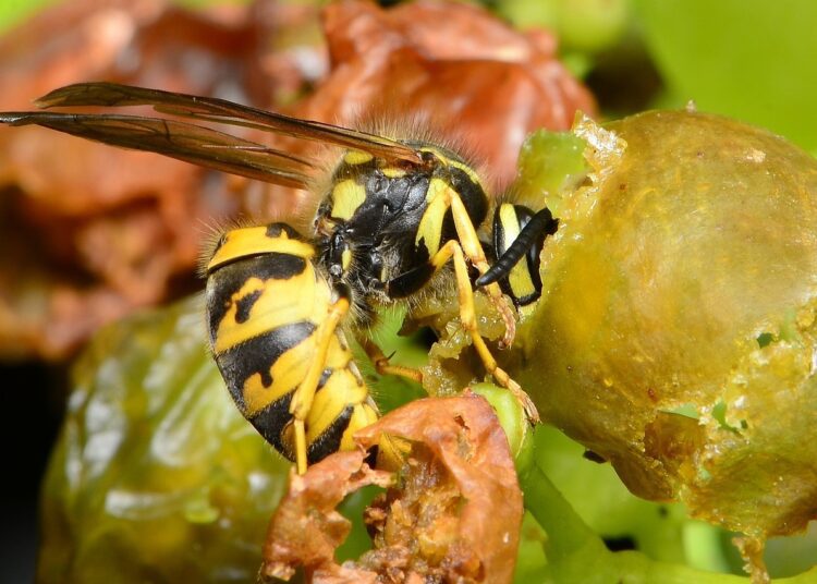 wasp eats grapes 930558 1280