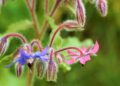 borage 6582648 1280
