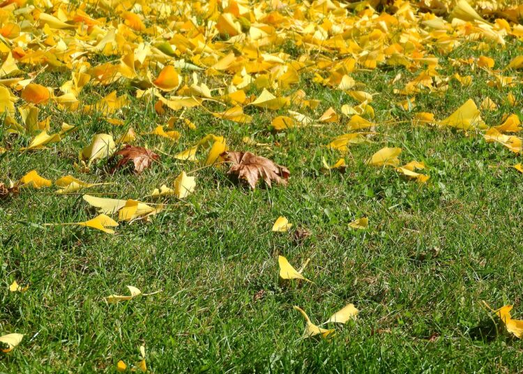 colorful leaves 2945375 1280