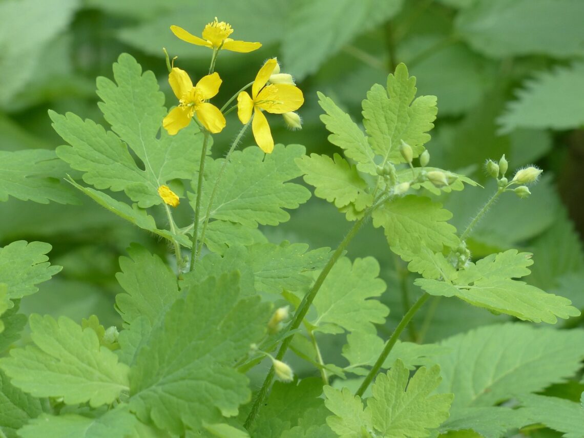 greater celandine 116275 1280