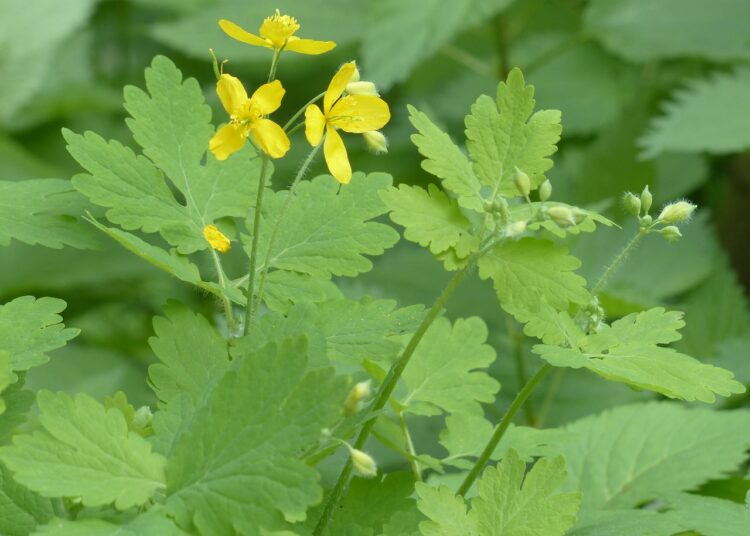 greater celandine 116275 1280