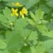 greater celandine 116275 1280