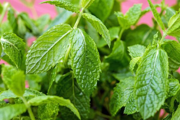 mint 1433826 1280