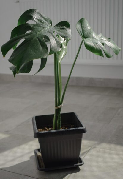 monstera 6136183 1280