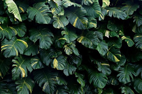 monstera deliciosa 8944711 1280