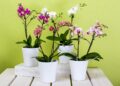 orchids 595242 1280