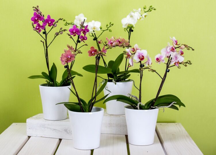 orchids 595242 1280