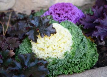 ornamental kale 4949844 1280