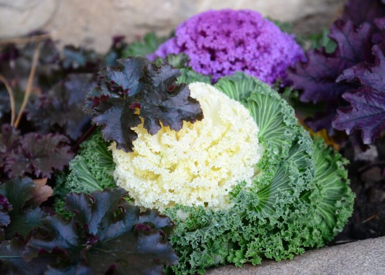 ornamental kale 4949844 1280