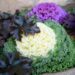 ornamental kale 4949844 1280