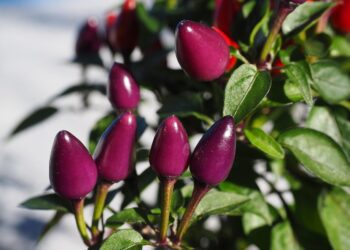 ornamental peppers 592422 1280