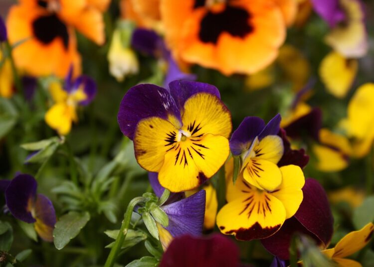 pansy 1321753 1280
