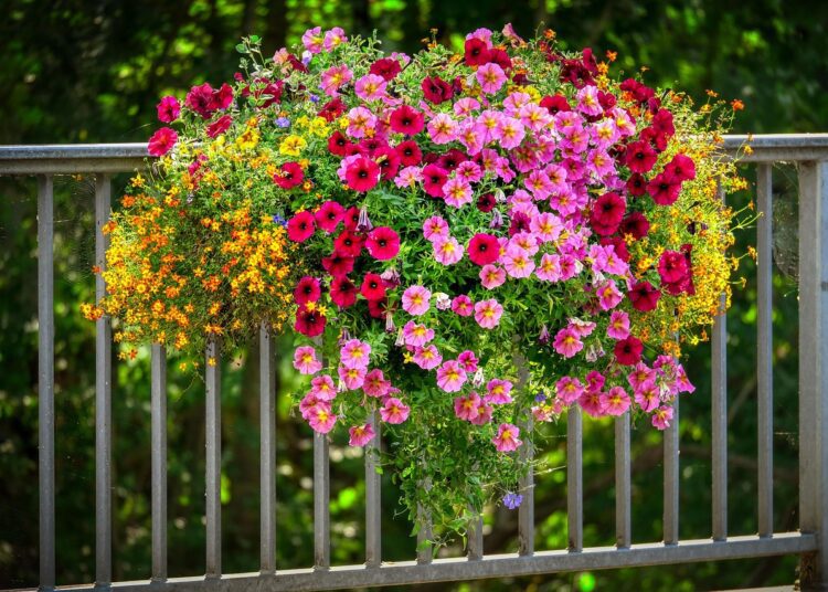 petunias 7415156 1280