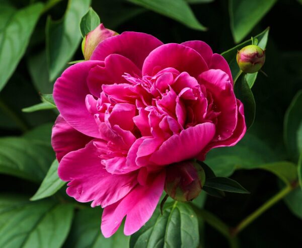 pink peony 111909 1280