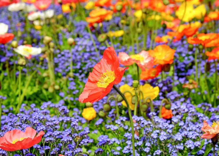 poppy 1346086 1280