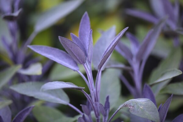 purple basil 5264653 1280