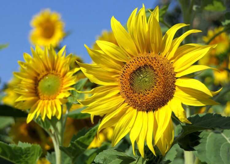 sunflowers 3526901 1280