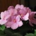 african violets 2950058 1280
