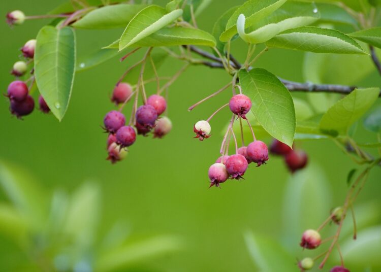 amelanchier 7250565 1280