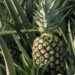 ananas comosus 3294030 1280