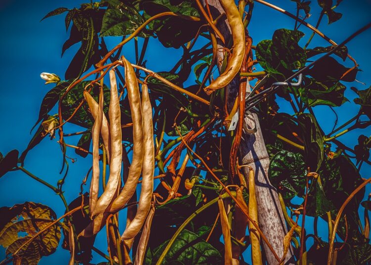 bush beans 3648335 1280