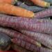 carrots 2289463 1280