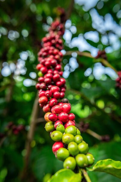 coffee tree 8400255 1280