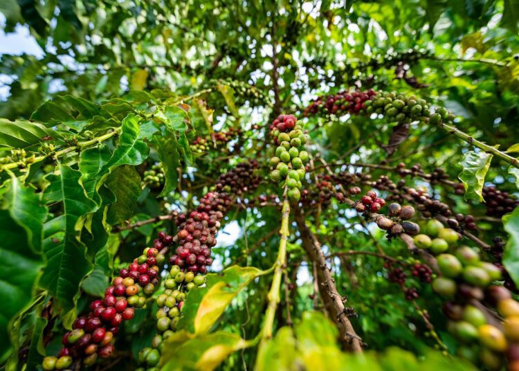 coffee tree 8400260 1280