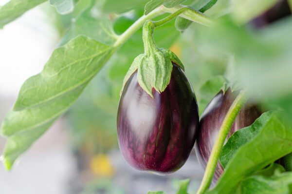 eggplant 7373425 1280