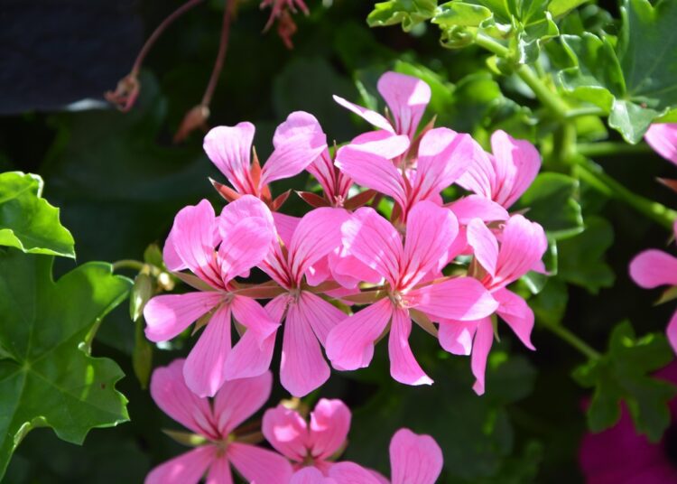 geranium 2649429 1280