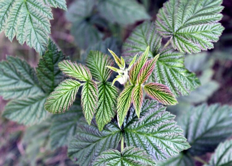 raspberry leaves 2704229 1280