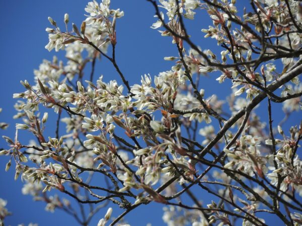 rock pear 5043824 1280