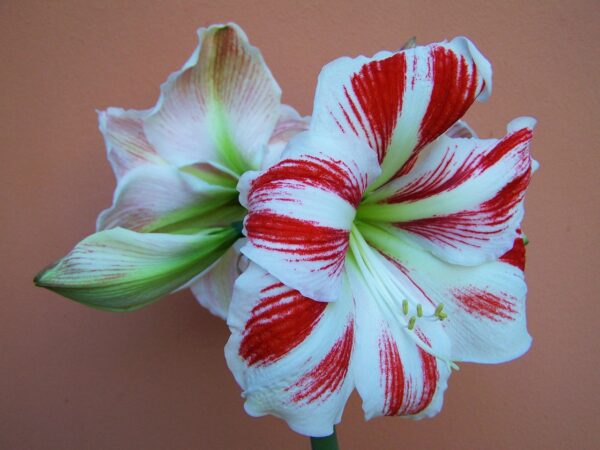 amaryllis 2664837 1280