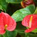 anthurium flamingo flower 2507743 1280
