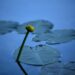 aquatic plant 3472222 1280