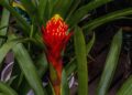 bromeliad 3334549 1280