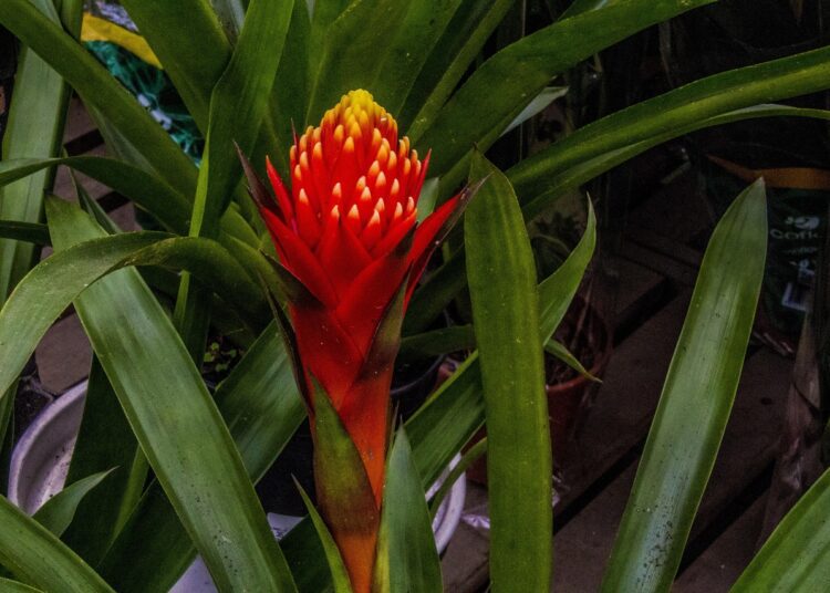 bromeliad 3334549 1280