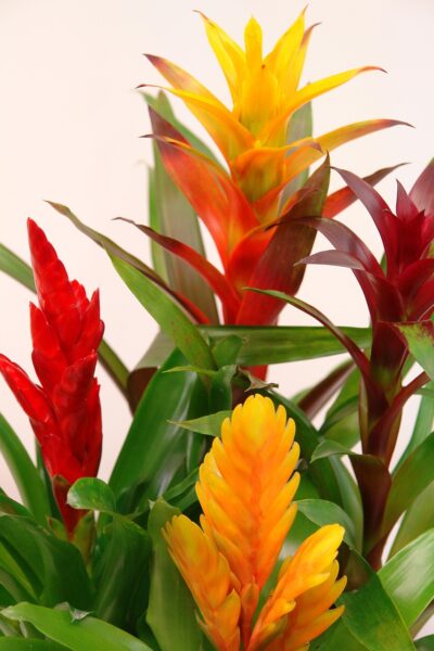 bromeliads 564114 1280