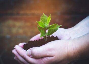 seedling 6404598 1280