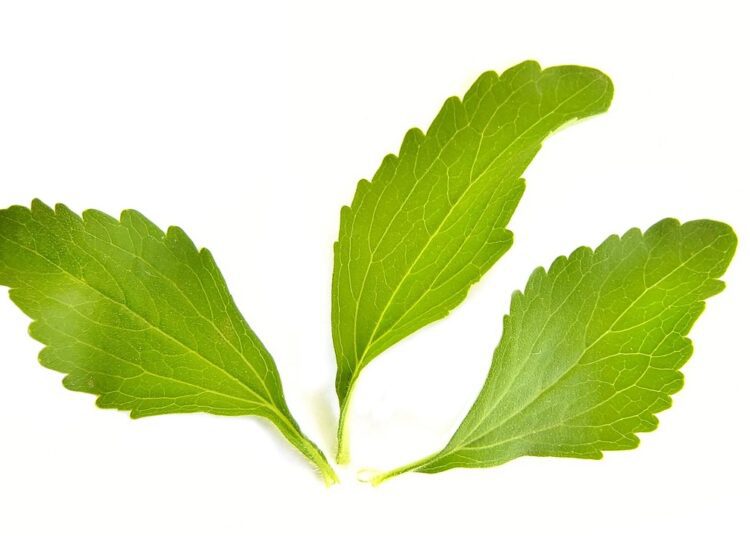 stevia 1024647 1280