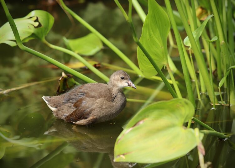 water bird 4392500 1280