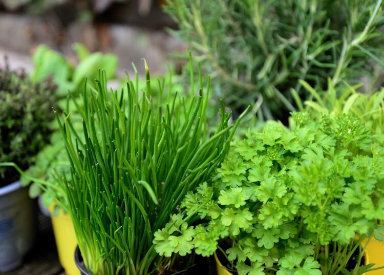 herbs 6203568 1280