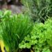 herbs 6203568 1280