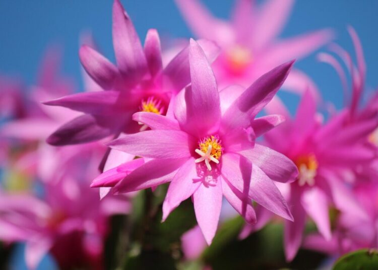 christmas cactus 103118 1280