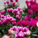 cyclamen 4534473 1280