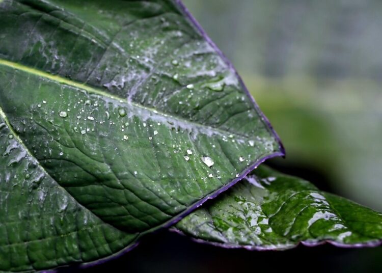 green leaves 8260983 1280